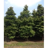 四川成都幀楠基地幀楠價格幀楠直銷8-25公分幀楠