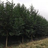 四川成都樂昌含笑基地樂昌含笑價格樂昌含笑直銷8-30公分樂昌含笑