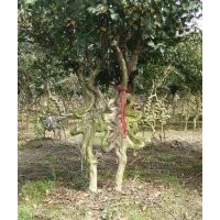 四川成都精品紫薇造型基地紫薇價(jià)格紫薇直銷