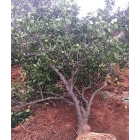 四川崇德園林臍橙基地 優(yōu)質(zhì)精品臍橙 低價批發(fā)啦