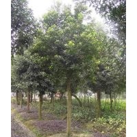 四川崇德園林杜英基地 優(yōu)質(zhì)精品 批發(fā)價出售