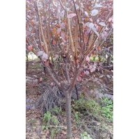大量供應(yīng)5至8公分紅葉李，5,6公分紅葉李,1至2公分紅葉李小苗，