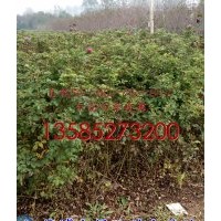 江蘇四季玫瑰價格-直銷40-50-60-70-80公分高四季玫瑰價格-四季玫