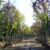 10公分櫸樹最新報(bào)價(jià)，櫸樹價(jià)格行情
