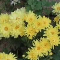 草花、山一花卉苗木草花、草花花期