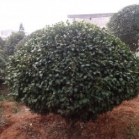 精品大茶花球、茶花、七星茶花小苗