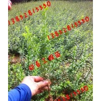 30公分迎春價格35-40公分高度迎春花價格