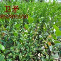 50公分衛(wèi)矛價格工程苗40-50-60公分衛(wèi)矛價格