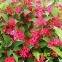 紅王子錦帶基地_紅王子錦帶價格_河北紅王子錦帶