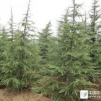 4米雪松樹(shù)形飽滿(mǎn)一級(jí)苗 5米雪松精品苗供應(yīng)