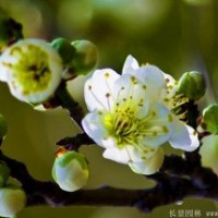 哪里有綠梅、綠萼梅，都有哪些規(guī)格？
