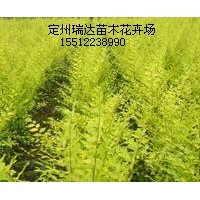 塔柏_連翹_紅瑞木_紅王子錦帶_沙地柏