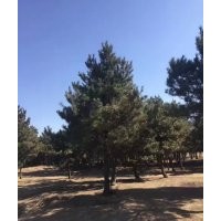 供應(yīng)油松3-5米油松
