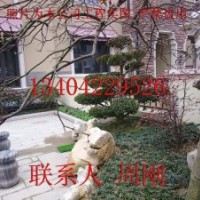 蘇州別墅庭院苗木批發(fā)、綠化苗木種植基地、庭院景觀造型樹木