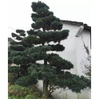 供應(yīng)五針?biāo)?，羅漢松、造型羅漢松，造型五針?biāo)?/></a>
<div><a href=