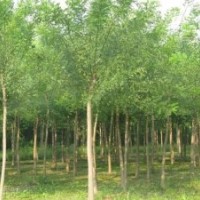 博野縣豐林苗圃場大量出售國槐