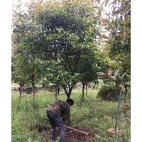紅葉石楠樹