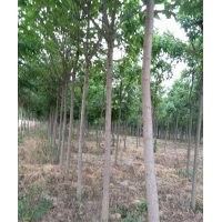供應(yīng)8公分梓樹
