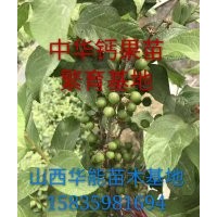 鈣果苗產(chǎn)地直銷，鈣果苗基地，鈣果苗經(jīng)濟價值，鈣果哪個品種好