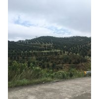 茶花