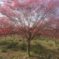 日本紅楓