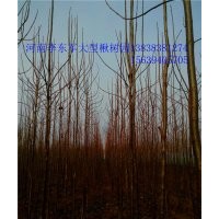 太康--楸樹(shù)園!7公分8公分楸樹(shù)量大