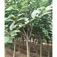 櫻花5-6-7-8公分