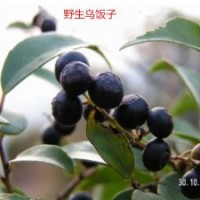 出售野生烏飯子樹(shù)苗，南燭高度50-150公分，掛果苗