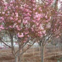 長期大量供應山東地區(qū)各種規(guī)格櫻花等綠化苗木