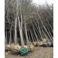 10公分銀杏樹