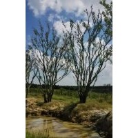 各種規(guī)格樸樹，烏桕，桂花，農(nóng)戶價格，求精品質(zhì)。