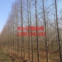 供應(yīng)14公分水杉 水杉價格
