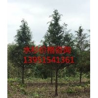 8公分水杉 水杉樹