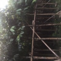大葉紫薇