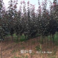 出售紫葉李