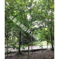 成都低價(jià)批發(fā)紅花紫薇