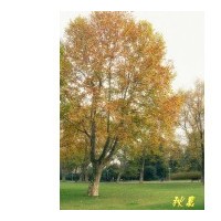 供應(yīng)法桐 南京法桐 法桐批發(fā)價(jià)格 法桐