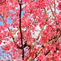 福建山櫻花