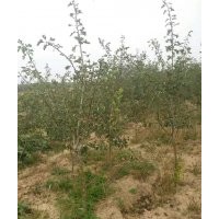 花椒苗，連翹苗，文冠果，核桃苗