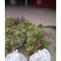 成都羅漢松造型基地羅漢松造型價格羅漢松造型直銷