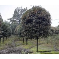 四川崇德園林丹桂基地精品丹桂 低價(jià) 歡迎來電咨詢