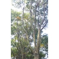 低價出售無患子，廣玉蘭，冬青，羅漢松