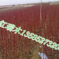 供應(yīng)紅瑞木H50-60-70-80公分,小葉女貞，連翹，迎春