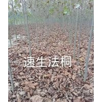 供應(yīng)白蠟、法桐、紅葉石楠、紅葉李、欒樹