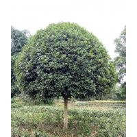 供應10-20公分精品桂花樹