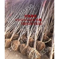 3公分木槿價(jià)格、4公分紅花木槿價(jià)格
