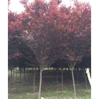 2107年紅葉李價(jià)格4公分至6公分紅葉李價(jià)格