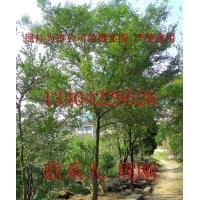 蘇州黃楊樹種植苗圃、小葉黃楊樹、蘇州庭院苗木批發(fā)