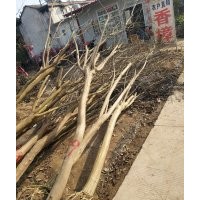 辛夷
