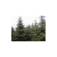自產(chǎn)自銷2米雪松價格 常年供應(yīng)2米雪松價格